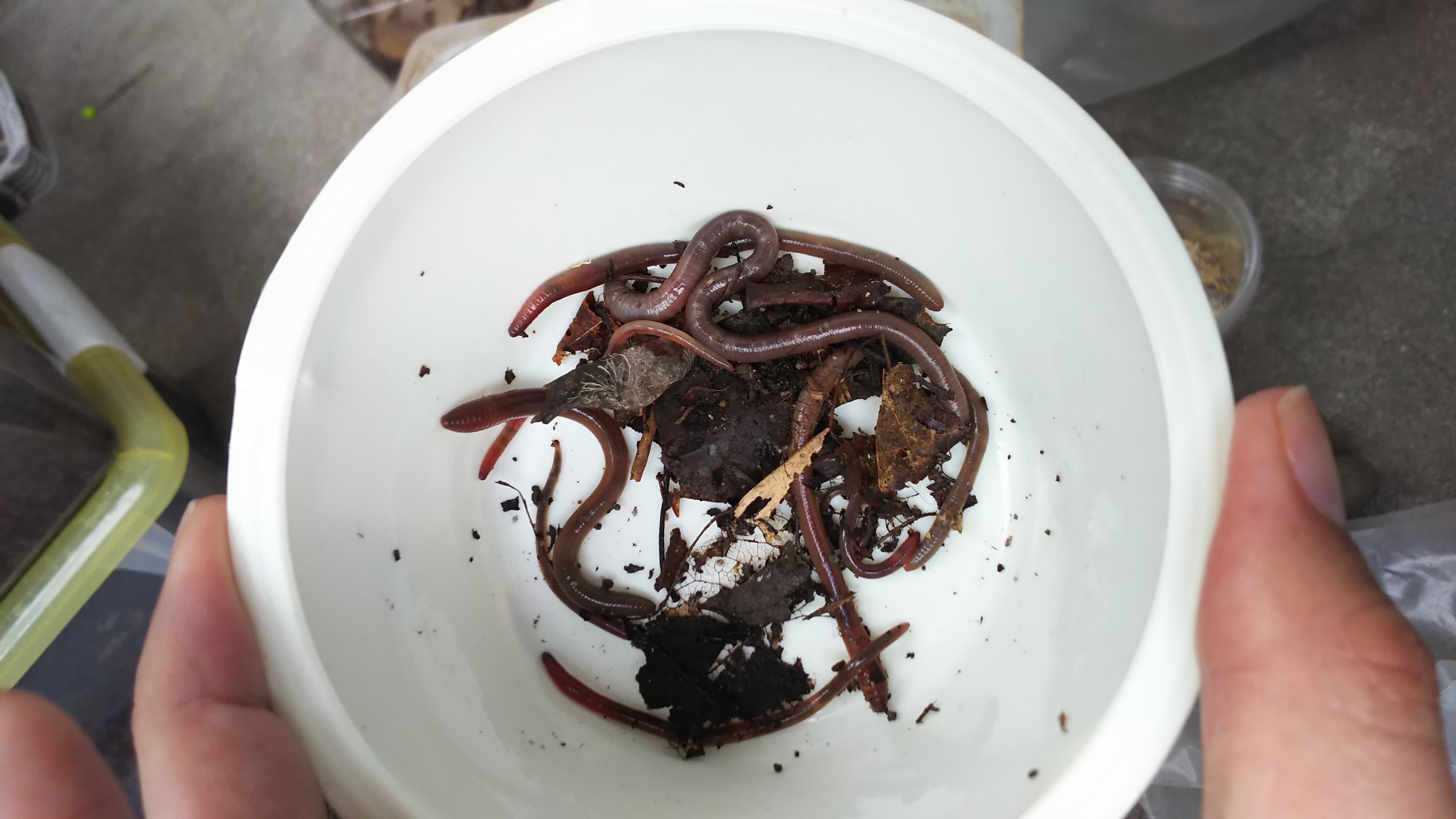 まだフトミミズ元気です ミミズの販売 観賞魚 生き物の飼い方