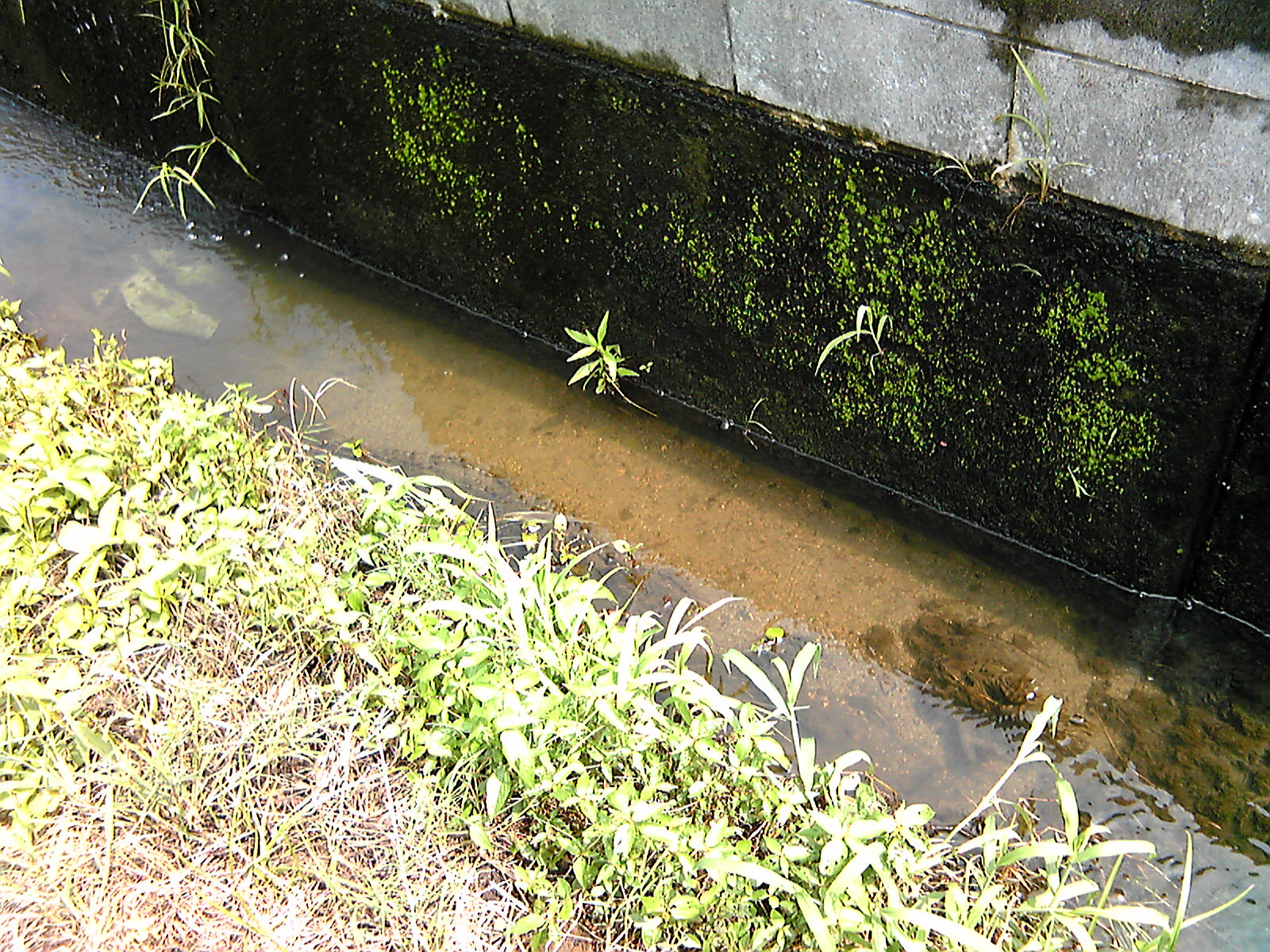 ホタルの飼い方と販売 観賞魚 生き物の飼い方